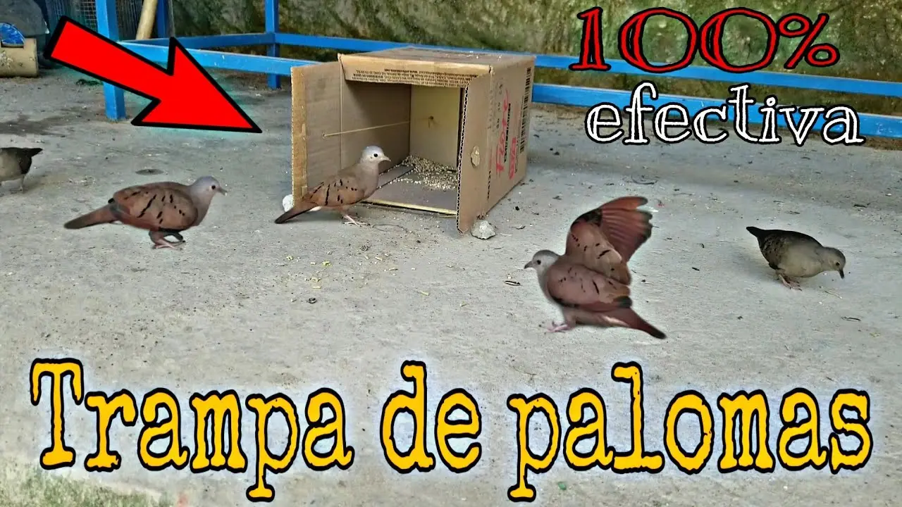 como hacer una trampa para aves casera facil - Cómo se puede atrapar un pájaro