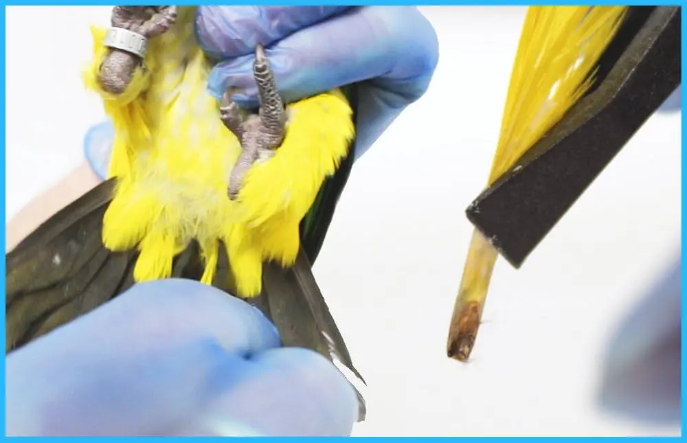 prueba de adn para aves - Cómo se realiza el sexado