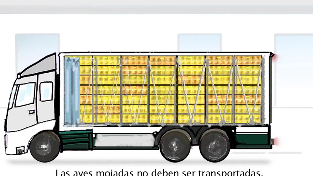 transporte de aves vivas - Cómo se realiza el transporte de animales