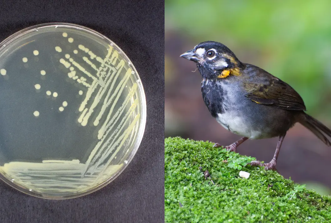 analisis microbiologico en aves de caza - Cómo se realizan los análisis microbiológicos