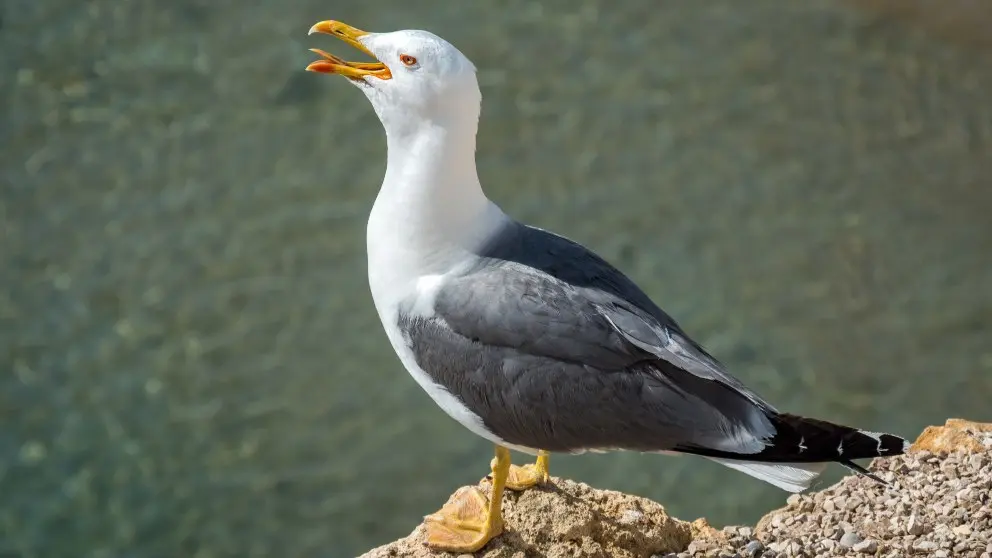 ave posado sobre el lomo de una ballena para colorear - Cómo se relaciona la gaviota con el mar