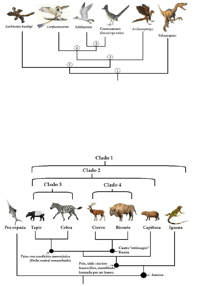 Cladograma de iguana, pájaro y murciélago - Cómo se representan los eventos de Especiacion en un cladograma cladiograma iguana pajaro y murcielago - Cómo se representan los eventos de Especiacion en un cladograma
