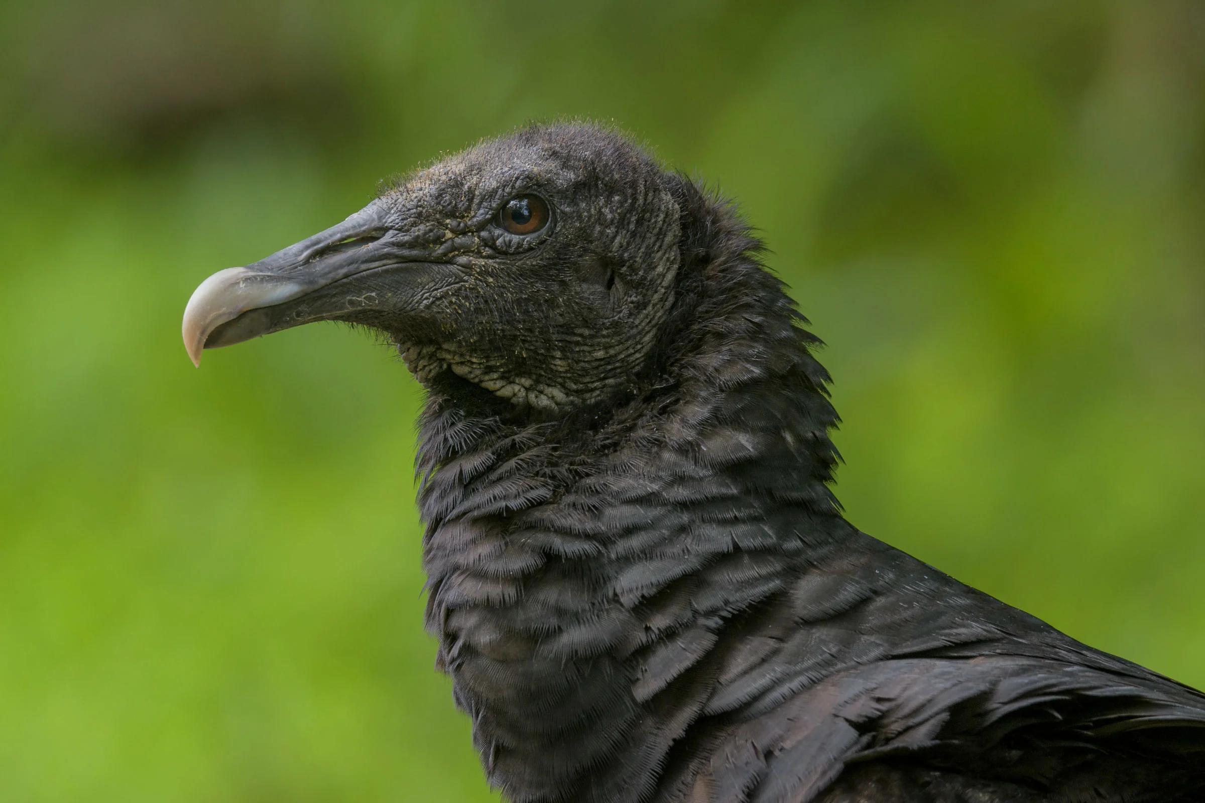 apareamiento de aves carroña - Cómo se reproducen las aves rapaces