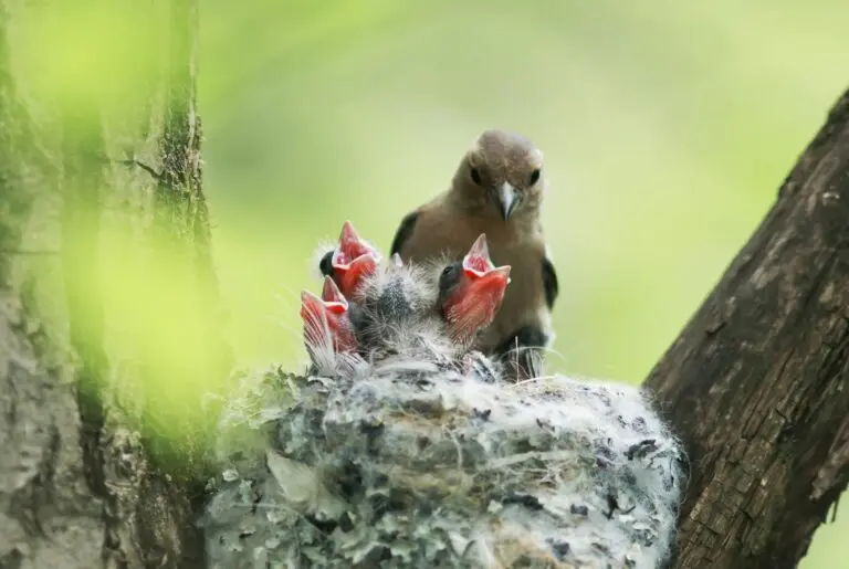 reproduccion de las aves - Cómo se reproducen las aves Wikipedia