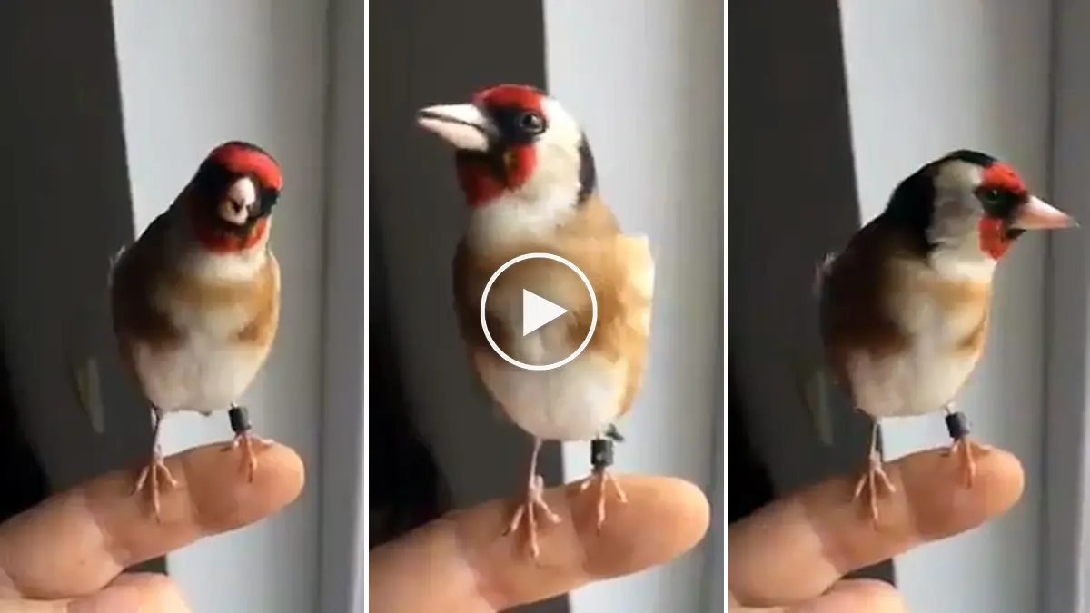 Aves Casal de Jilgueros: Conoce más sobre estas hermosas aves - Cómo se reproducen los jilgueros aves casal de jilgueros - Cómo se reproducen los jilgueros