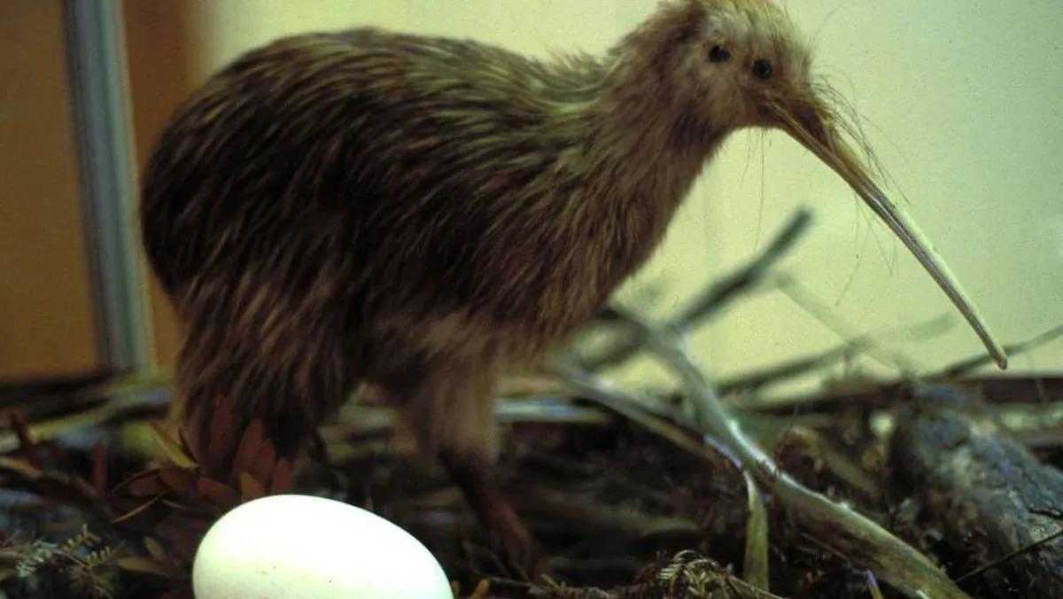 ave kiwi desarrollo embrionario - Cómo se reproducen los pájaros kiwi