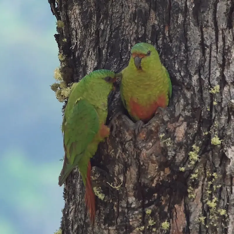 choroy nido pajaro - Cómo se sabe si un choroy es macho o hembra