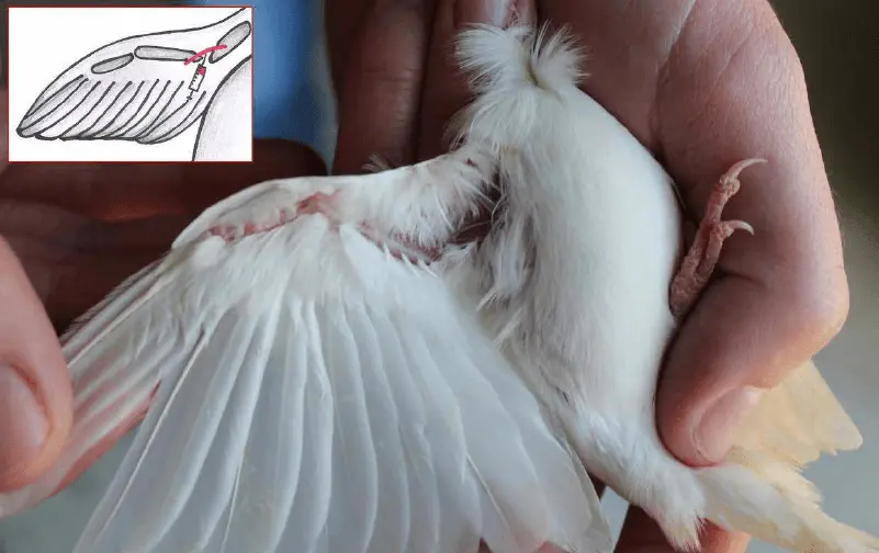 vena braquial en aves - Cómo se saca sangre de la vena