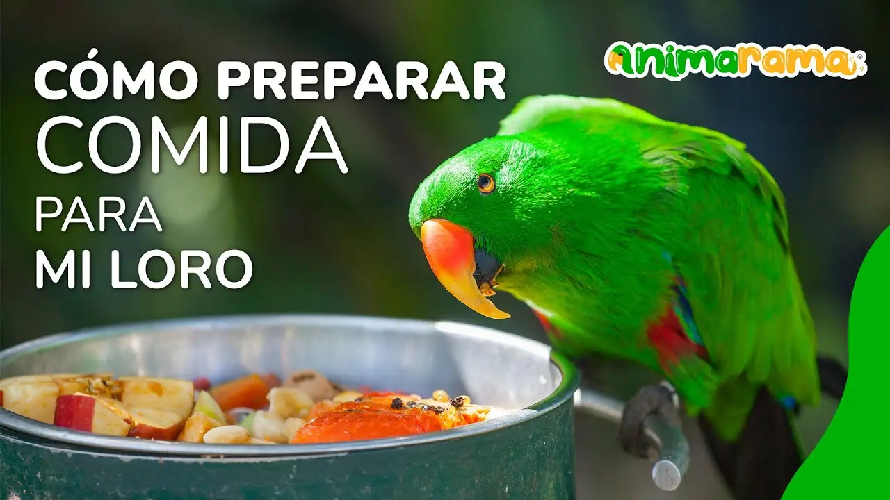 loros como darles de comer - Cómo sé si mi loro tiene hambre