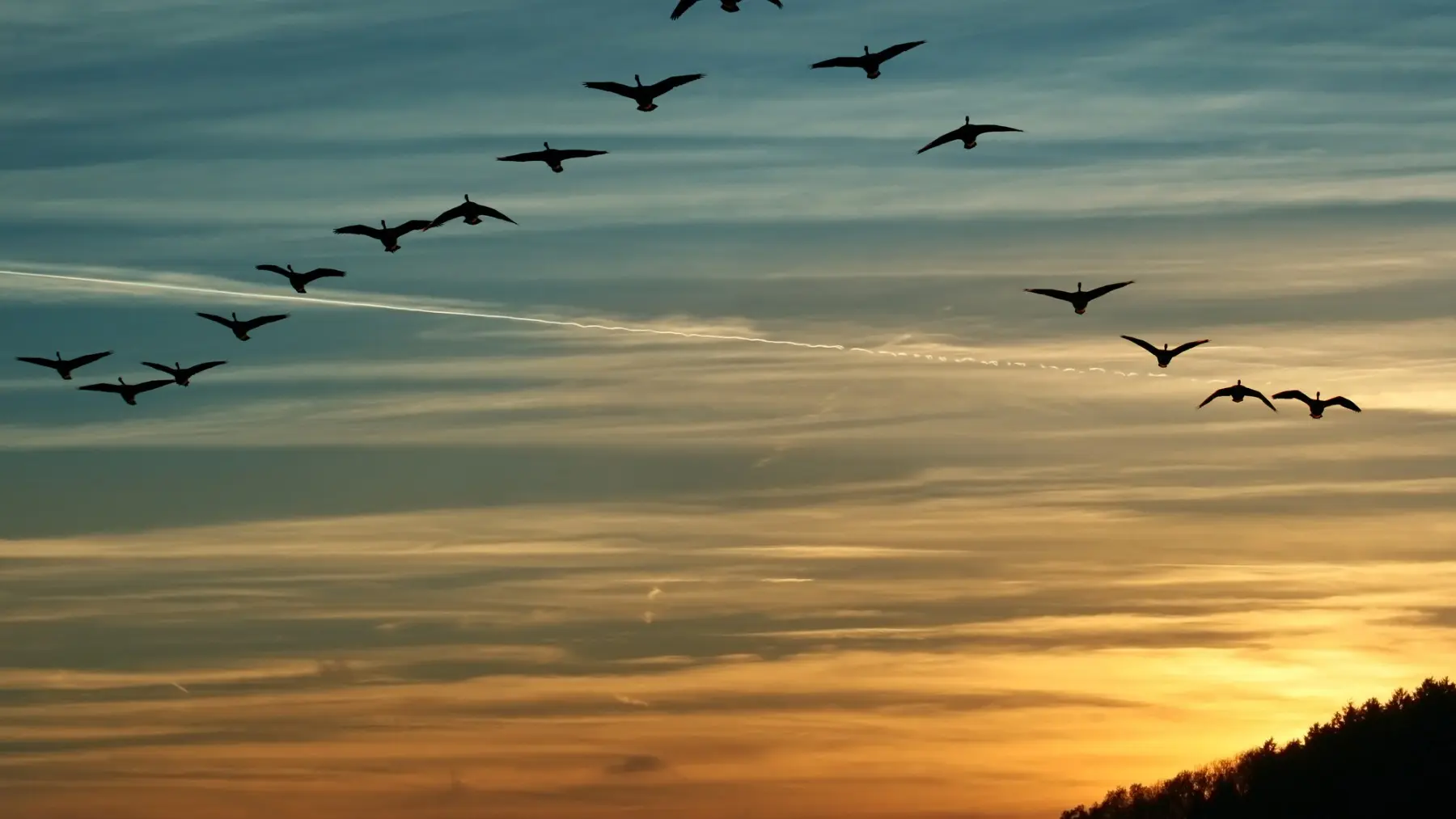 Vuelo sincronizado de aves: Un espectáculo maravilloso de la naturaleza - Cómo se sincronizan los pájaros vuelo sincronizado de aves - Cómo se sincronizan los pájaros