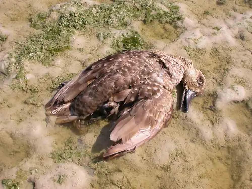 botulismo en aves - Cómo se transmite el botulismo en animales