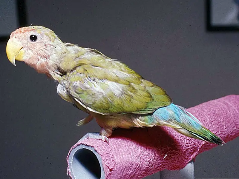 Poliomavirus en aves: una enfermedad peligrosa - Cómo se transmite el poliomavirus poliomavirus en aves - Cómo se transmite el poliomavirus