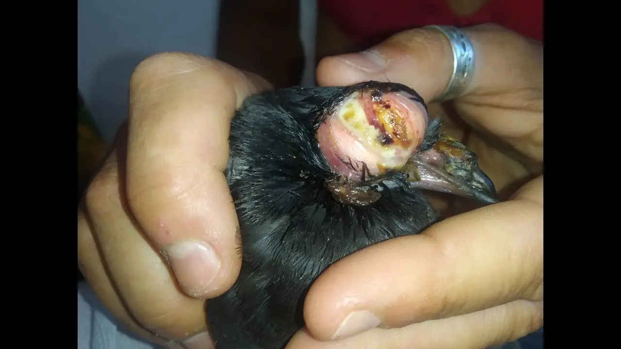 clamidia en aves - Cómo se transmite la clamidia en animales