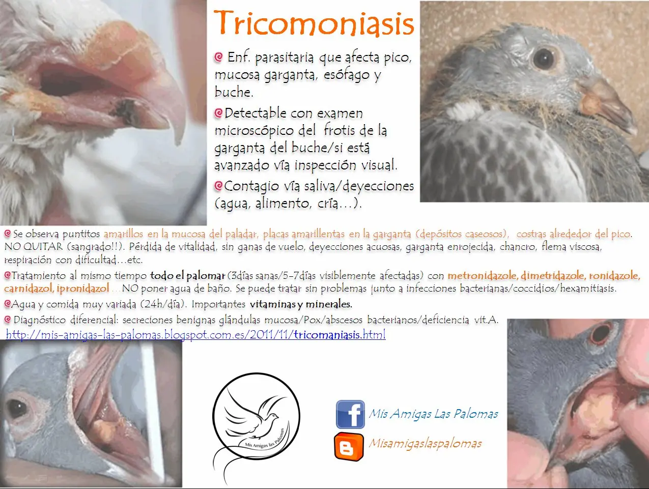 tricomoniasis en aves - Cómo se transmite la tricomoniasis en aves