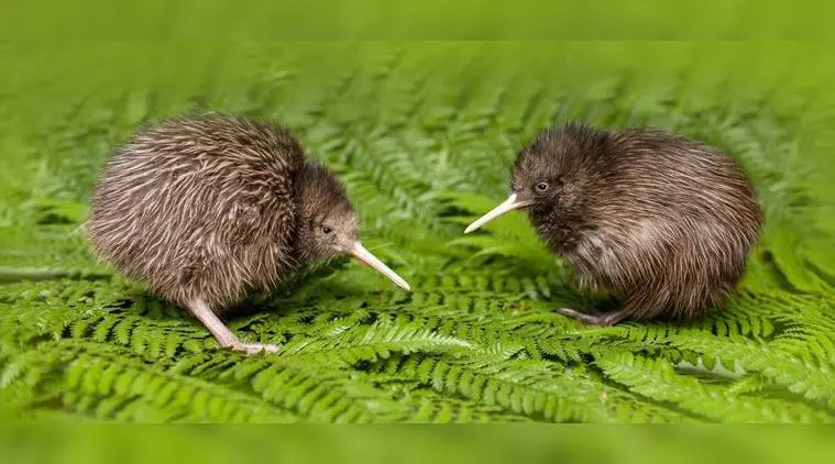 ave kiwi distribucion - Cómo se traslada el kiwi