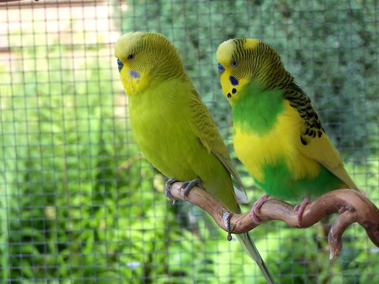 Mi loro tiene mucha comezón: Causas y tratamientos - Cómo se trata el picaje de los loros mi loro tiene mucha comezon - Cómo se trata el picaje de los loros