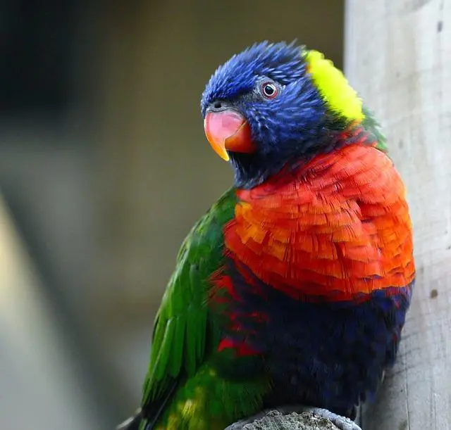 Cómo solucionar el ojo hinchado en loros - Cómo solucionar el ojo hinchado ojo hinchado en loros - Cómo solucionar el ojo hinchado