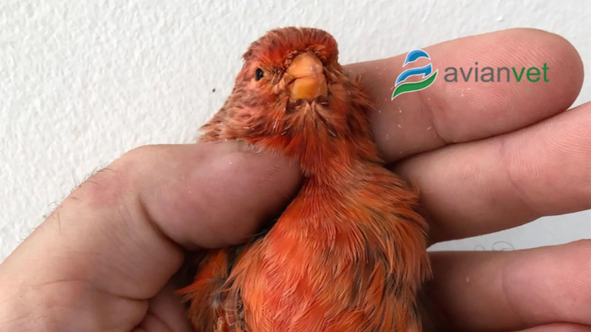 pajaro canario rojo - Cómo son los canarios rojos