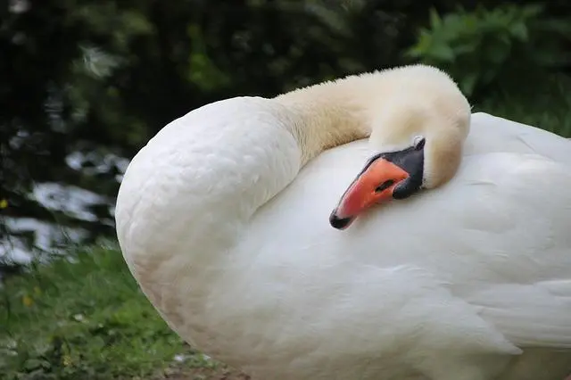 el cisne es un ave - Cómo son los cisnes y qué hacen