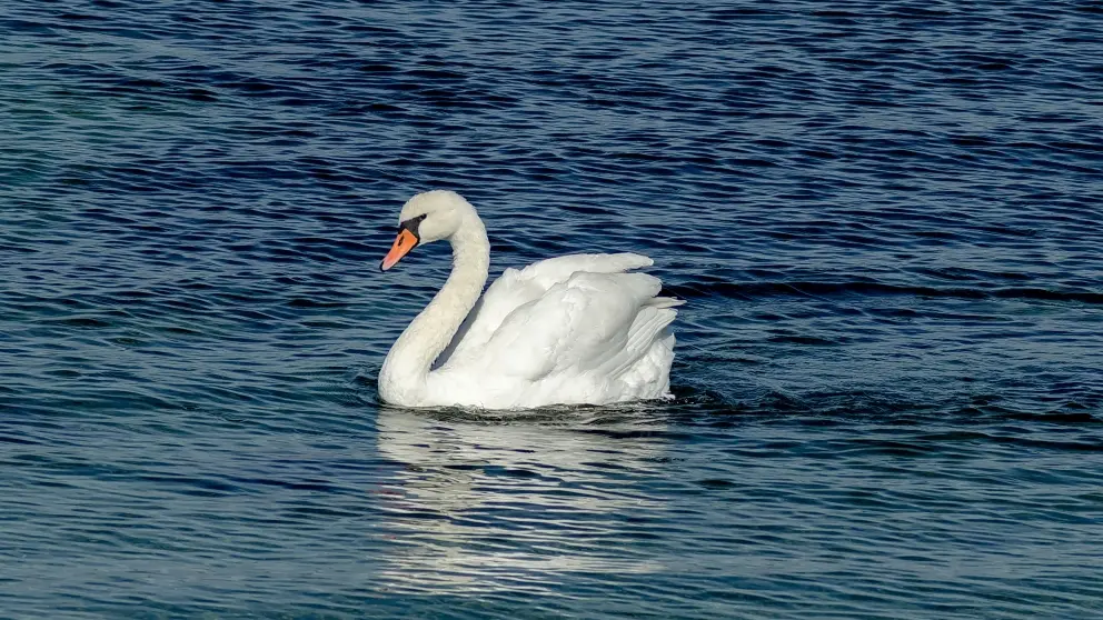 ave nacional de dinamarca - Cómo son los cisnes