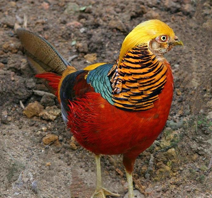 pajaro faisan dorado - Cómo son los faisanes dorados