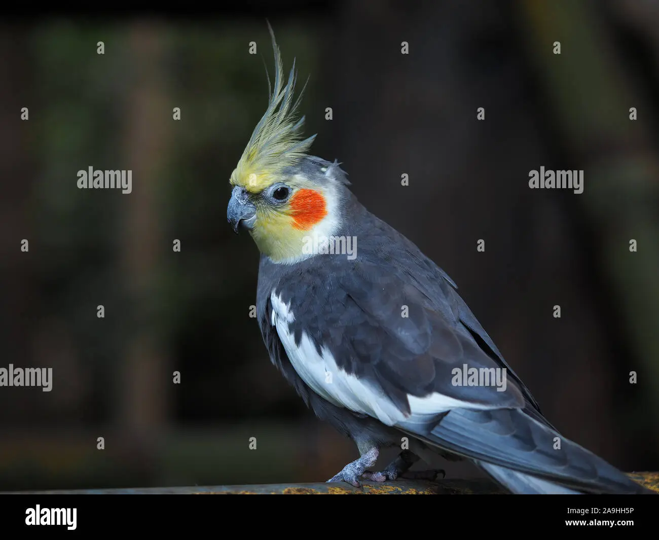 pajaro como loro con cresta en su cabeza - Cómo son los loros maiceros