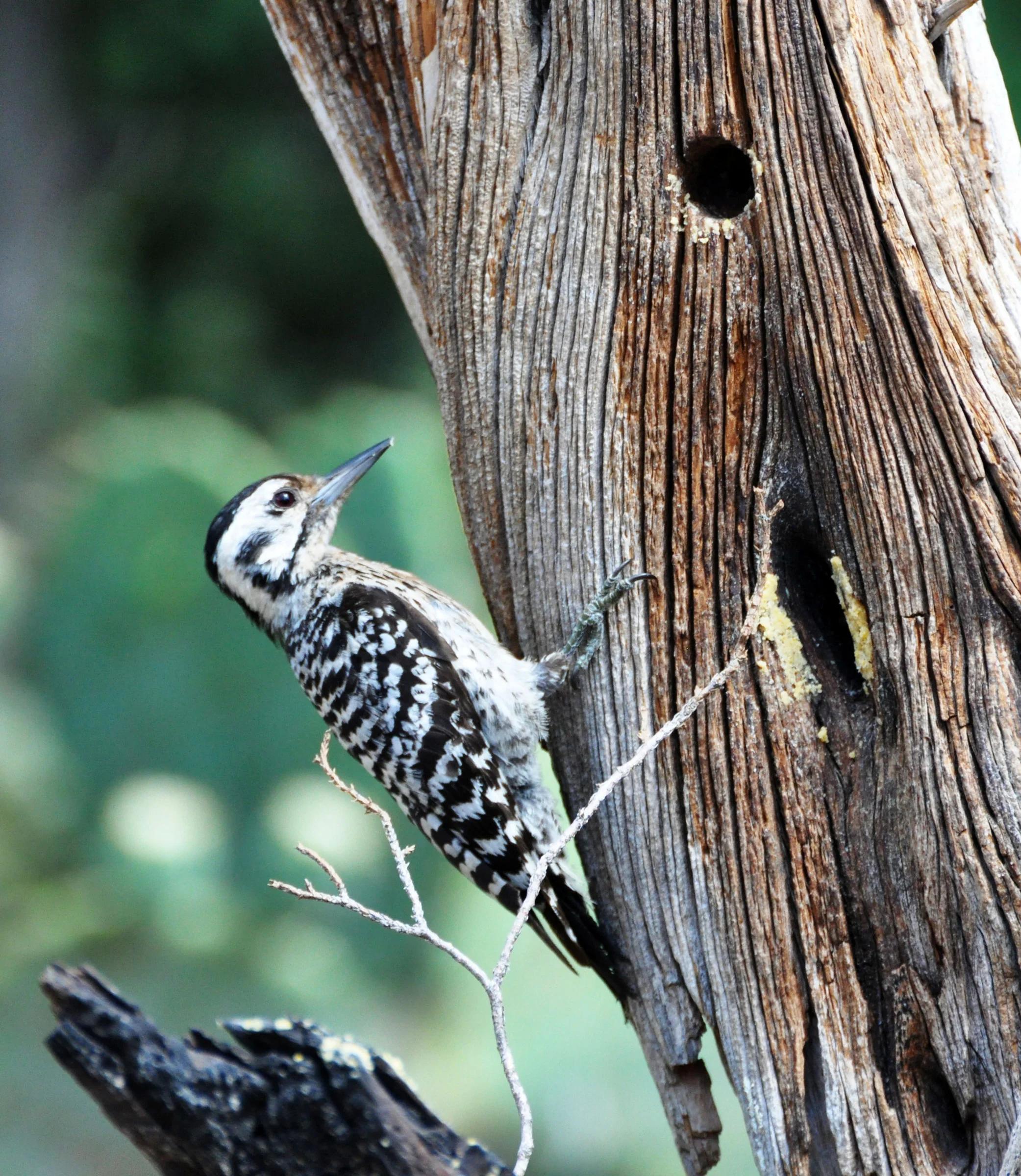 variedades de pajaros carpinteros - Cómo son los pájaros carpinteros reales