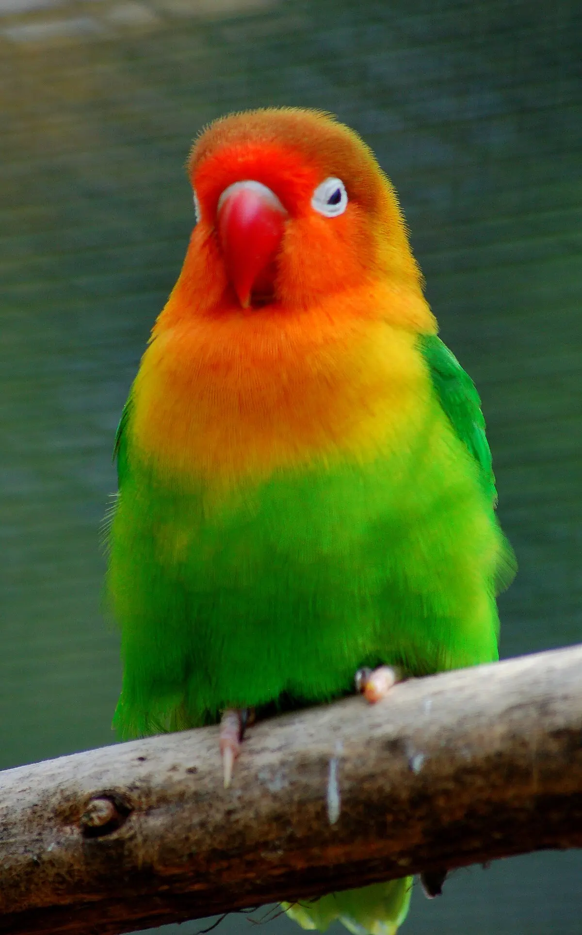 Pájaros Payasos: Loros y Guacamayos Coloridos - Cómo son los pájaros Fisher pajaros payasos - Cómo son los pájaros Fisher