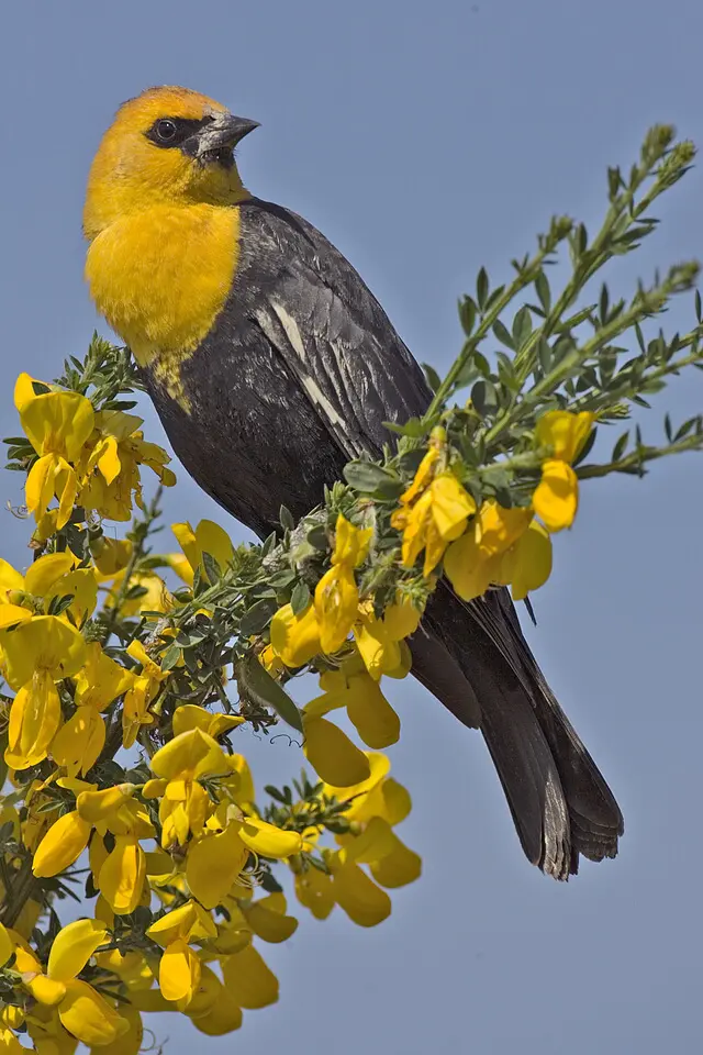 ave de plumaje negro con pecho amarillo - Cómo son los pájaros pecho amarillo