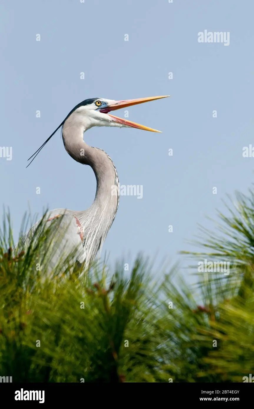 aves piscívoras - Cómo son los picos de las aves Granivoras