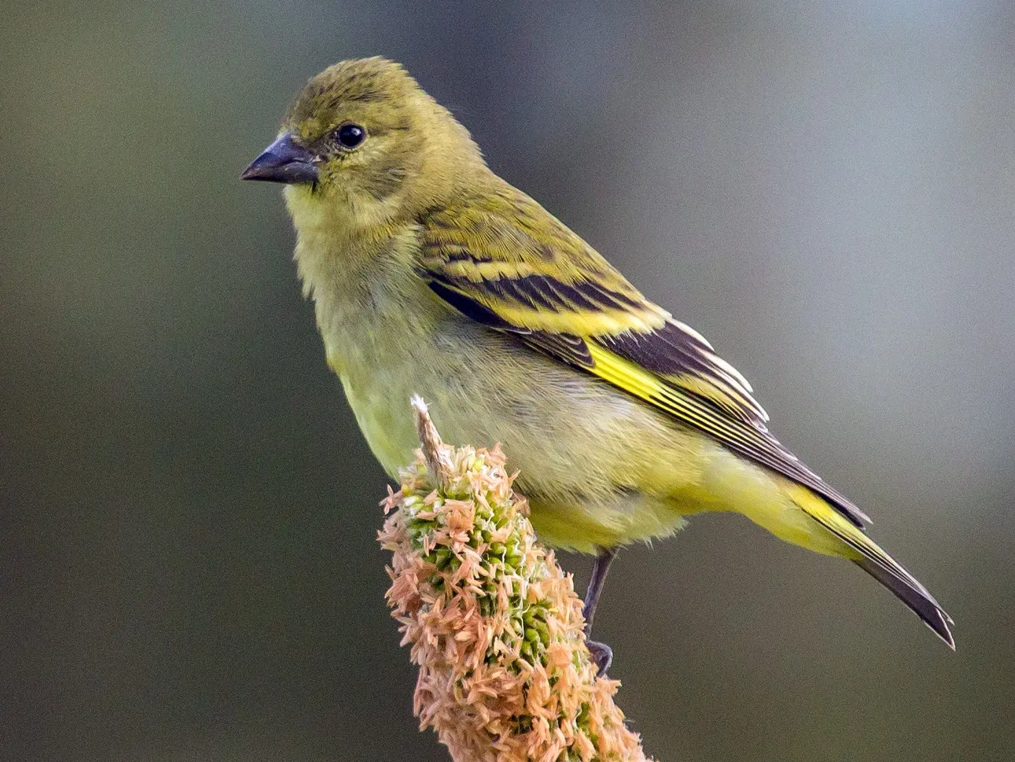 Cabecita Negra: El Pájaro Argentino de Singular Belleza - Cómo surgio el término cabecita negra cabecita negra pajaro argentino - Cómo surgio el término cabecita negra