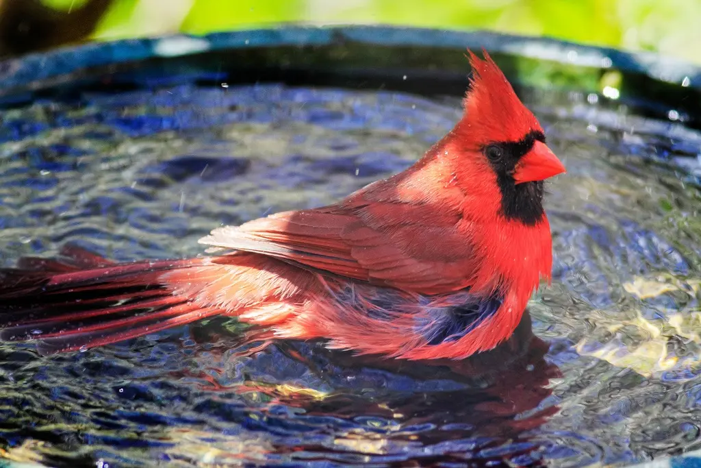 lugar donde toman agua las aves - Cómo toman agua las aves