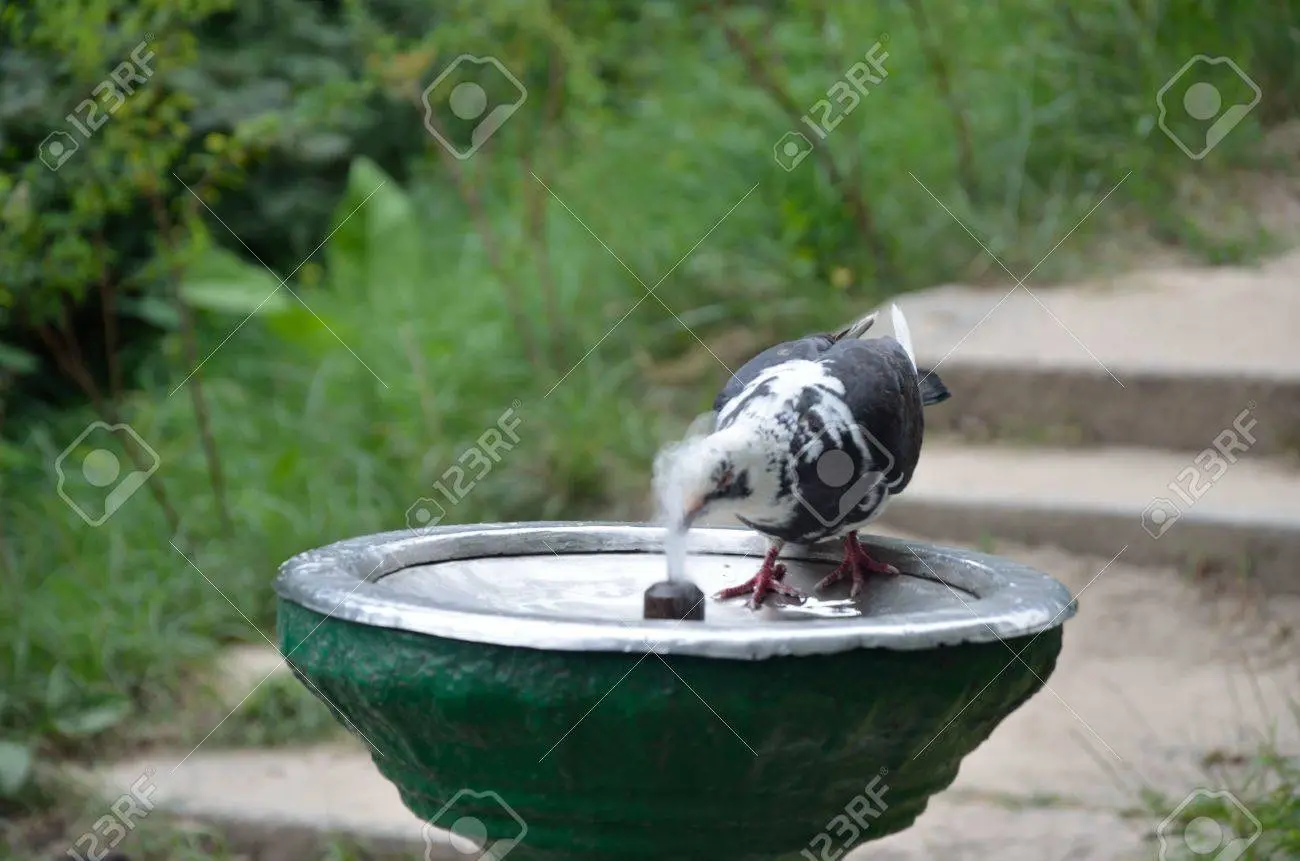 animal quiz pajaros tomando agua - Cómo toman agua los pájaros