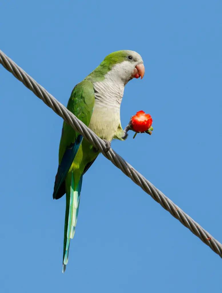 Cómo llevar un loro de Argentina a Brasil - Cómo traer un animal de otro país como llevar un loro de argentina a brasil - Cómo traer un animal de otro país