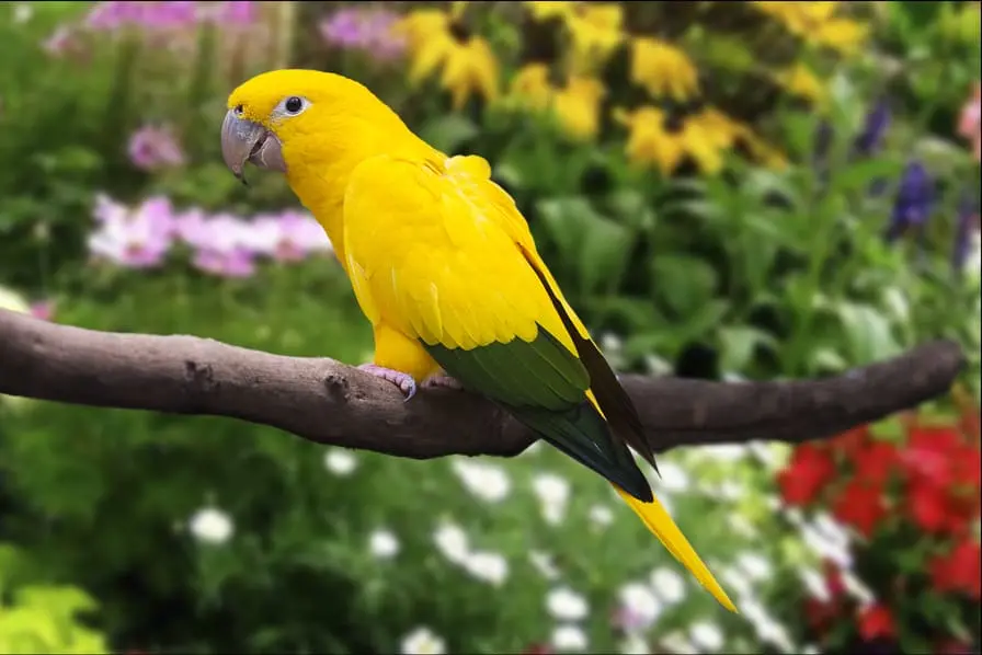 venda de aves - Cómo vendar el ala de un pájaro