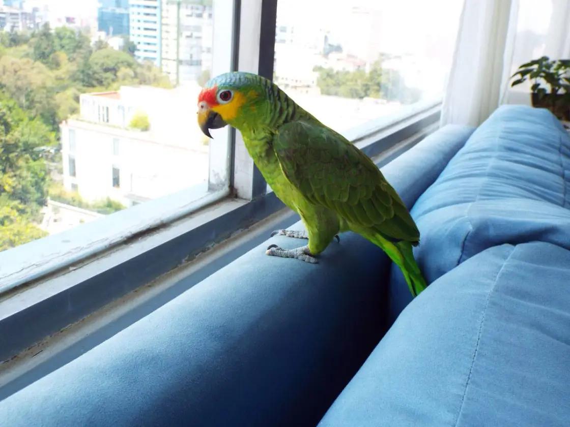 Requisitos para viajar con loro en Argentina - Cómo viajar con animales en Argentina rewuisito para viajar con loro en argentina - Cómo viajar con animales en Argentina
