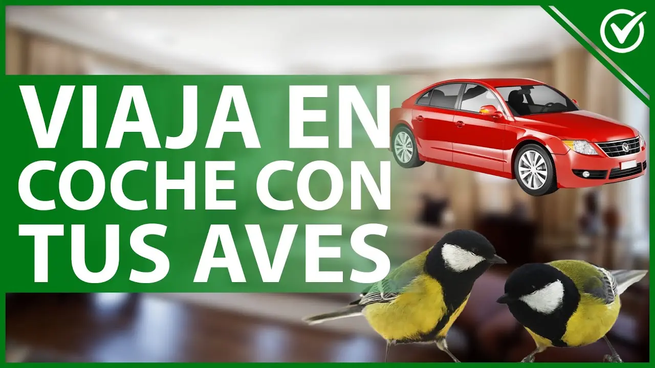 viajar con pajaros en el coche - Cómo viajar con un canario