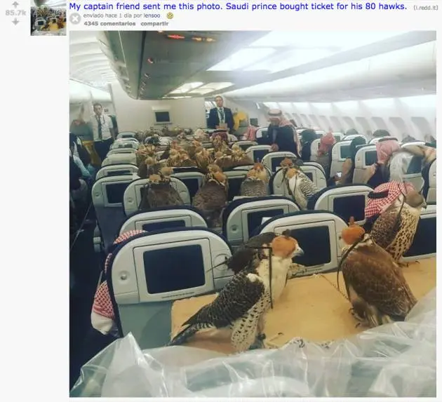 viajar con aves en avion - Cómo viajar con un pájaro en avión