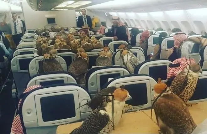 viajar con aves en avion - Cómo viajar con un pájaro