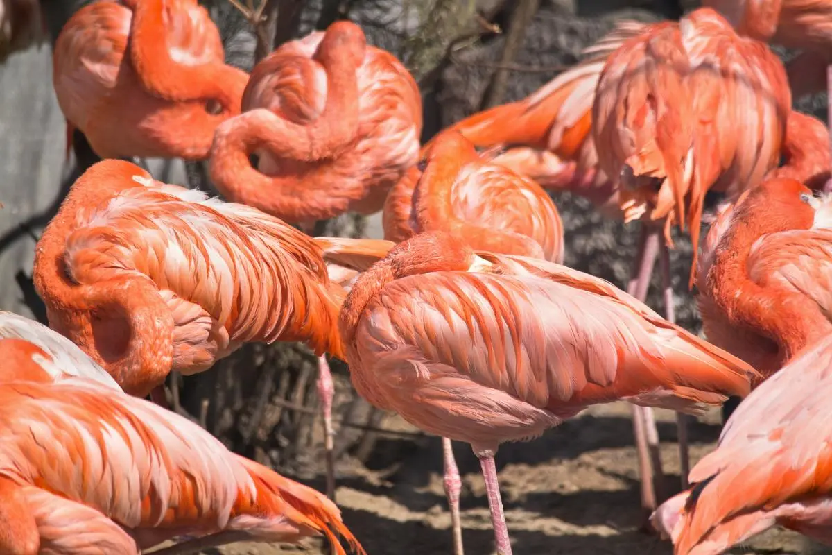 ave que se para en una pata - Cómo y dónde duermen los flamencos