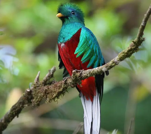 Ave sagrada de los aztecas: El Quetzal - Cuál era el ave de los aztecas ave sagrada de los aztecas - Cuál era el ave de los aztecas
