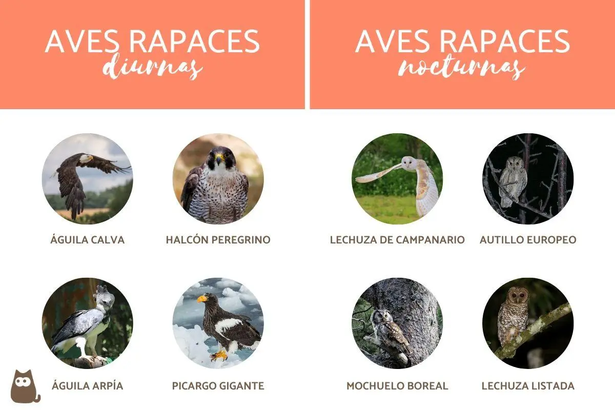 ave rapaz mas pequeña que el aguila - Cuál es el águila más pequeño del mundo