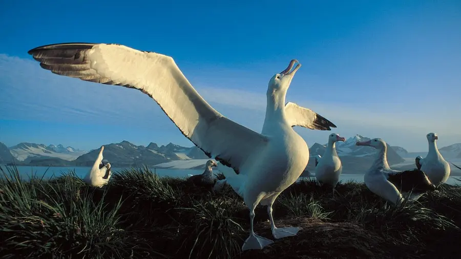 albatros ave argentina - Cuál es el albatros más grande