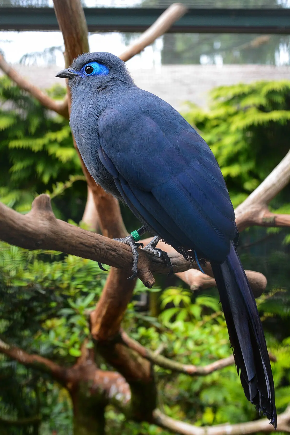 ave agresivo madagascar color azul - Cuál es el animal más azul