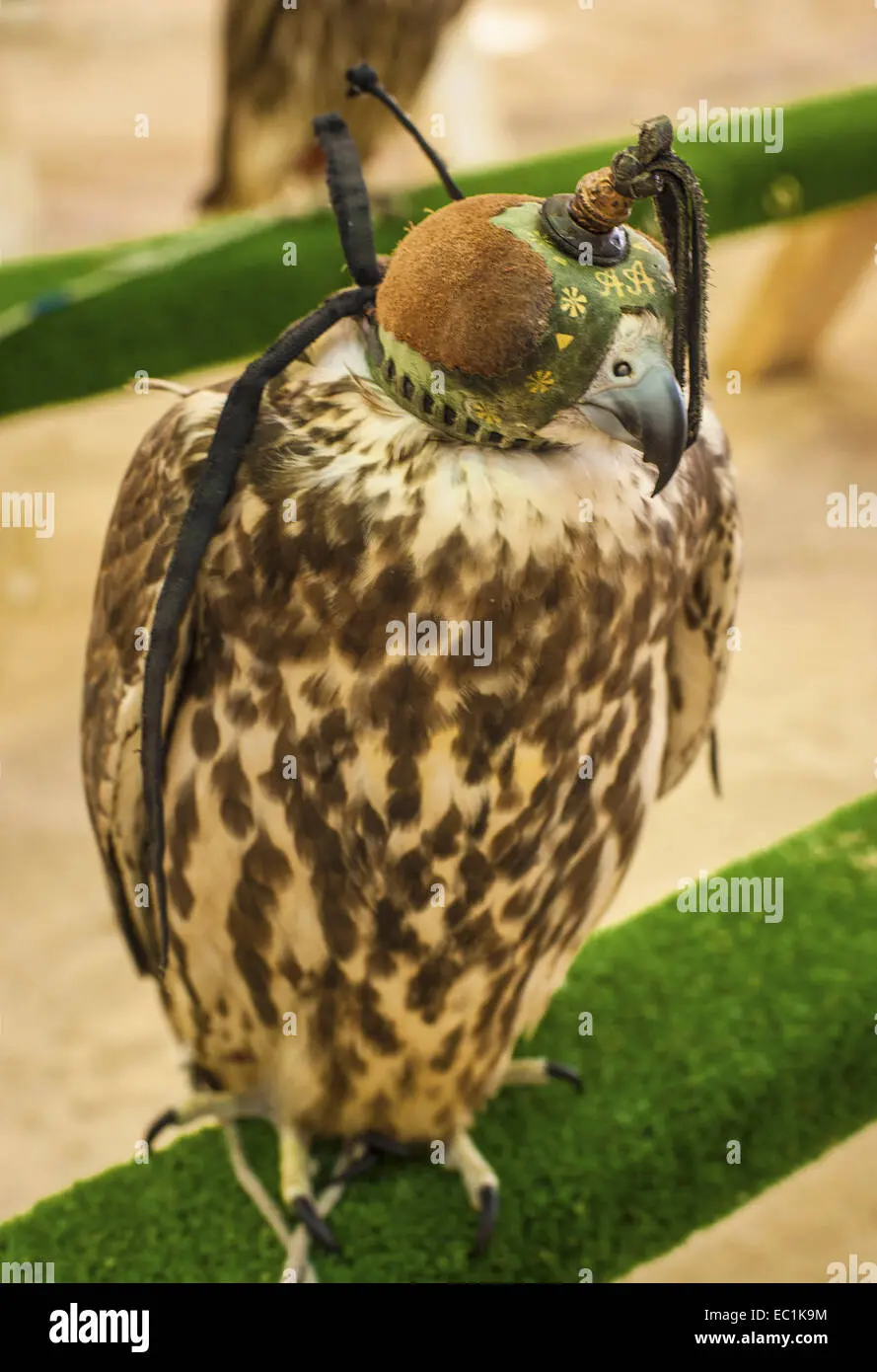 Ave Nacional de Arabia Saudita: El Halcón Saker - Cuál es el animal nacional de los Emiratos Arabes Unidos ave nacional de arabia saudita - Cuál es el animal nacional de los Emiratos Arabes Unidos