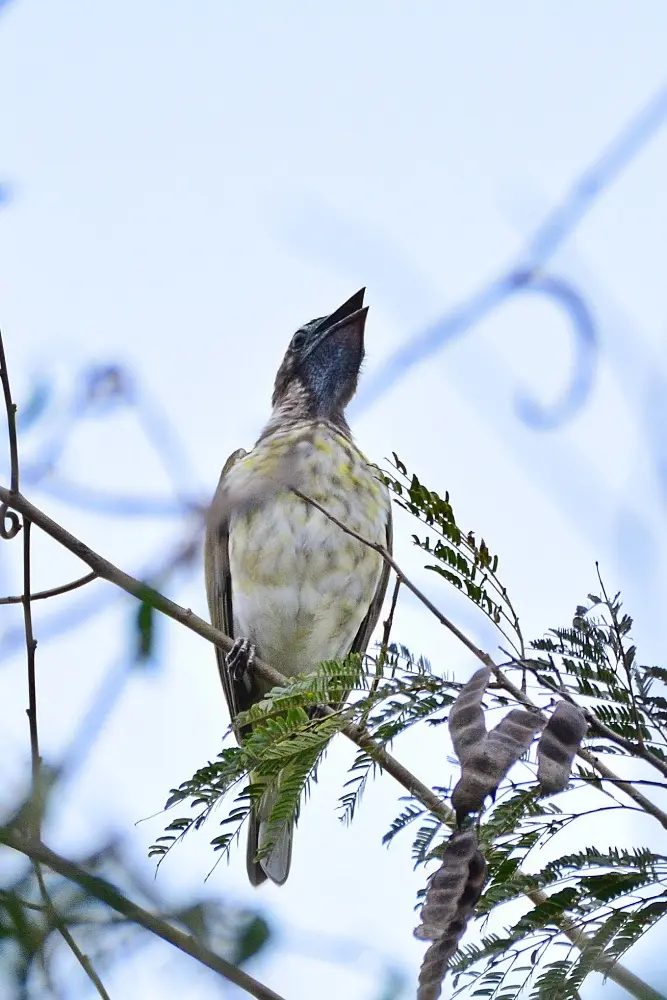Leyenda del pájaro campana - Cuál es el animal nacional de Paraguay leyenda del pajaro campana - Cuál es el animal nacional de Paraguay