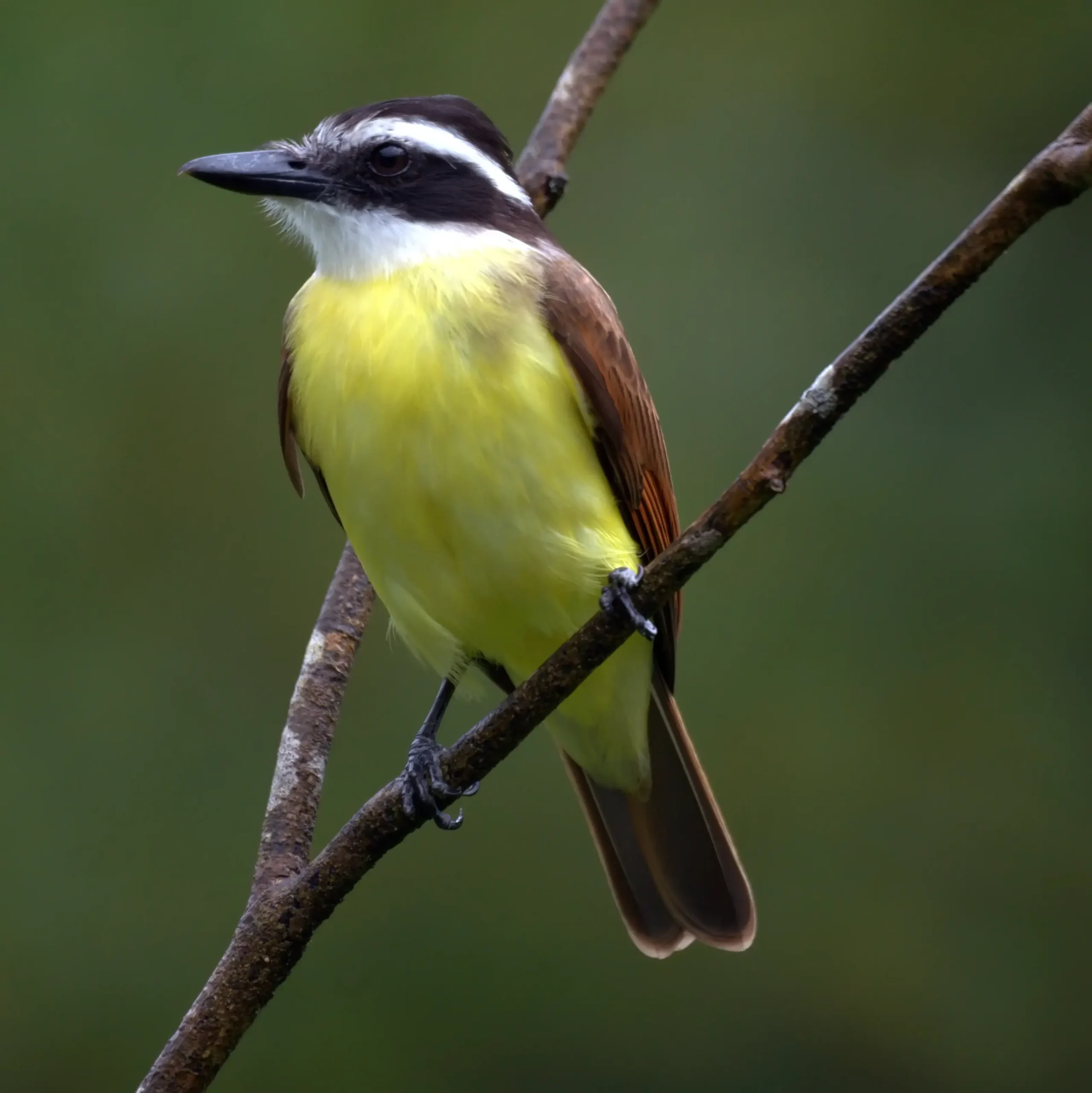 Ave Nacional de Surinam: El Tucán - Cuál es el animal nacional de Surinam ave nacional de surinam - Cuál es el animal nacional de Surinam