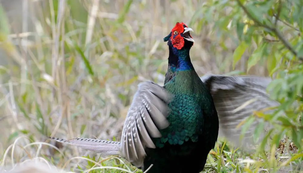 ave fenix japonesa - Cuál es el animal que representa a Japón