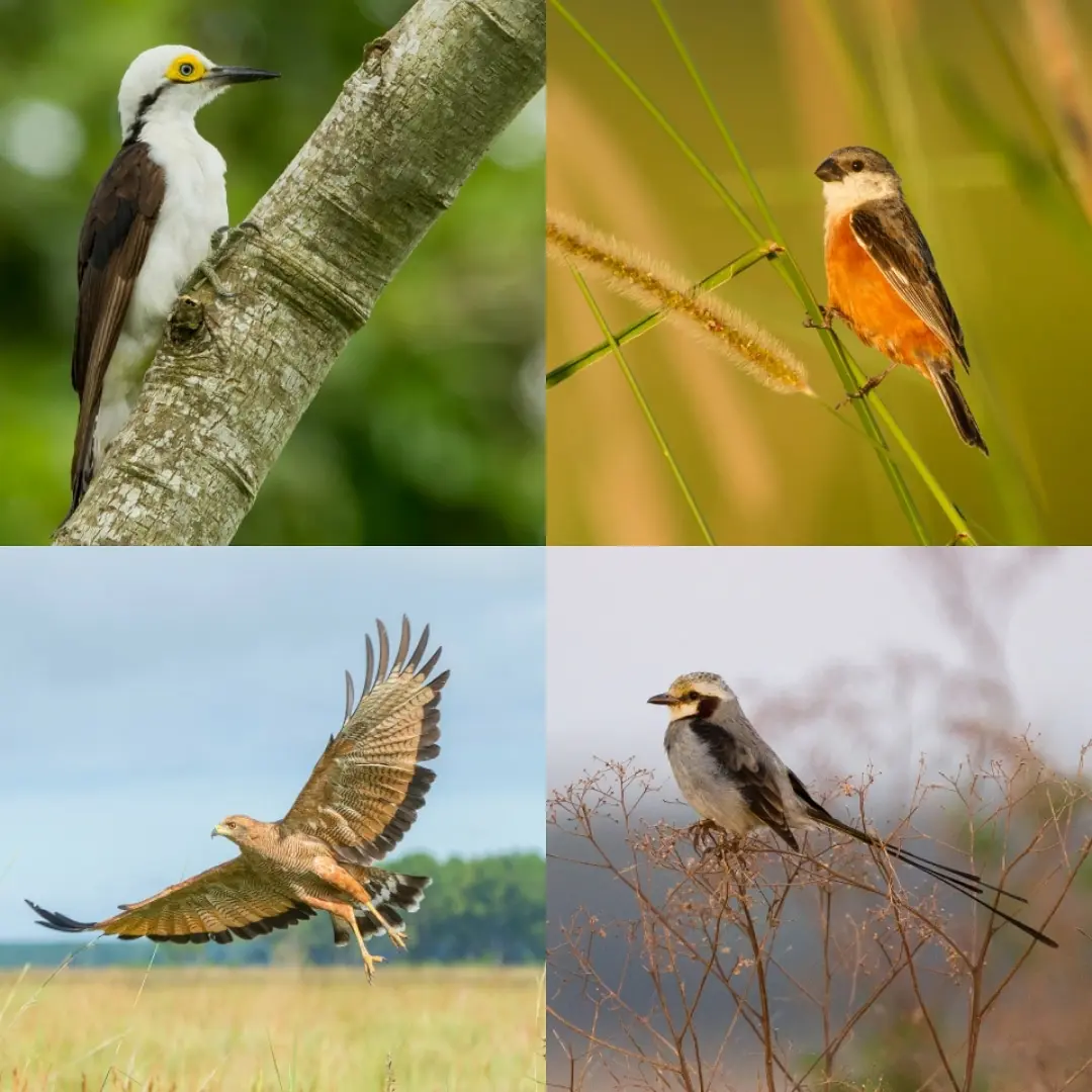 aves de corrientes - Cuál es el animal que representa corrientes