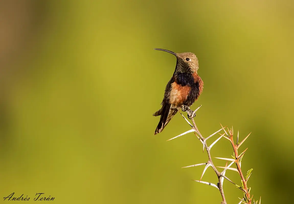 aves aeroterrestres de jujuy - Cuál es el animal tipico de Jujuy Argentina